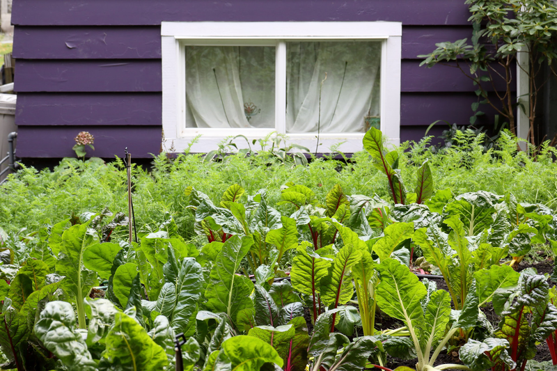 Illustration for article titled Pics from the Curbside: 2018-09-23 to Shaughnessy